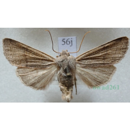 Agrochola humilis (Denis & Schiffermüller, 1775) Czech56j